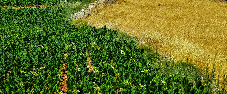 Our Agriculture technology solutions